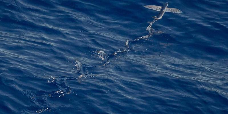 后疫情时代中国国际物流的三大挑战与华海通的创新应对策略